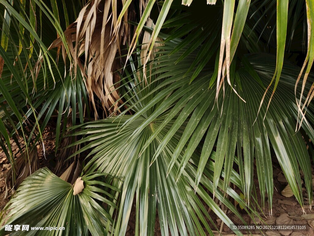 热带棕榈植物特写