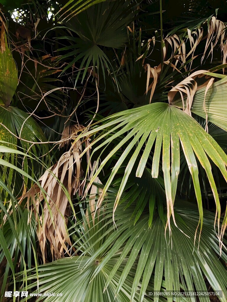 翠绿棕叶展现自然生机