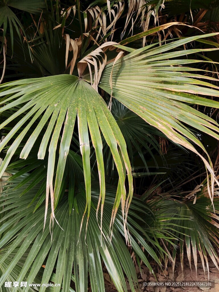 翠绿扇形棕榈叶特写