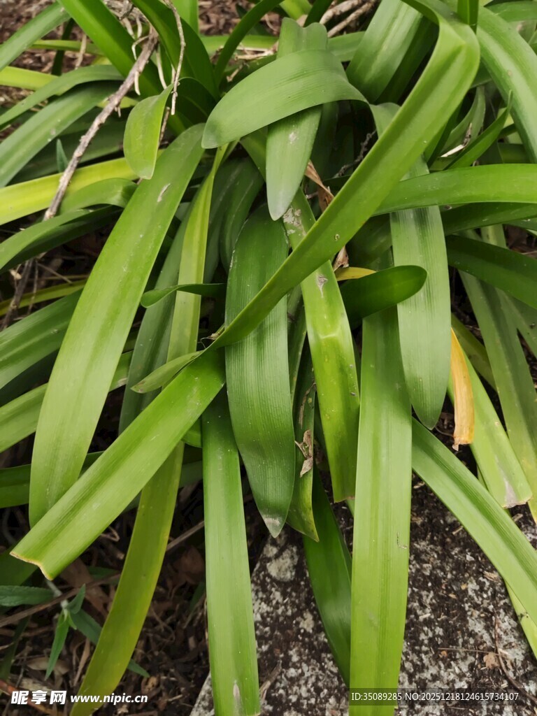 翠绿细长叶片的植物