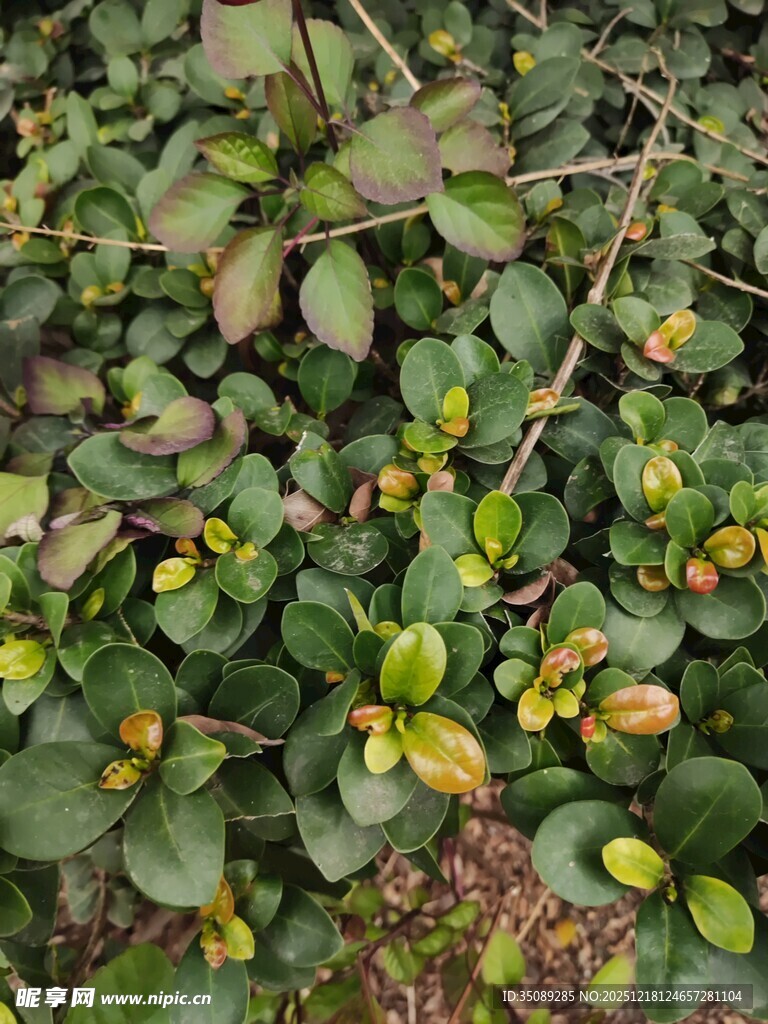 绿叶间的多彩果实