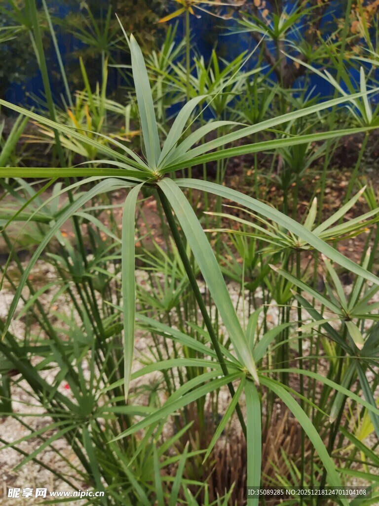 细长叶片的独特绿植