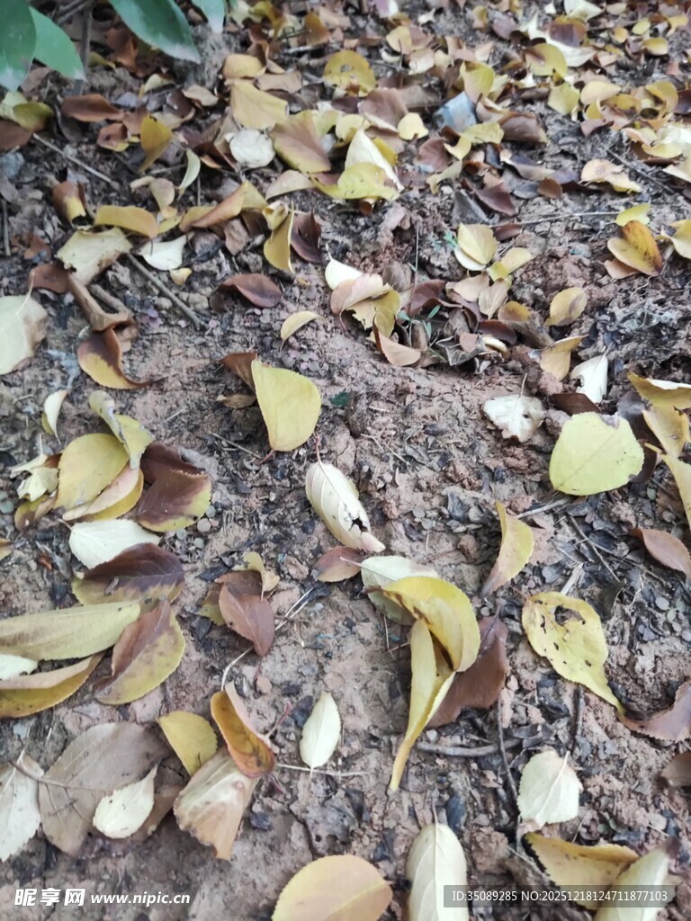 地面散落的枯黄树叶
