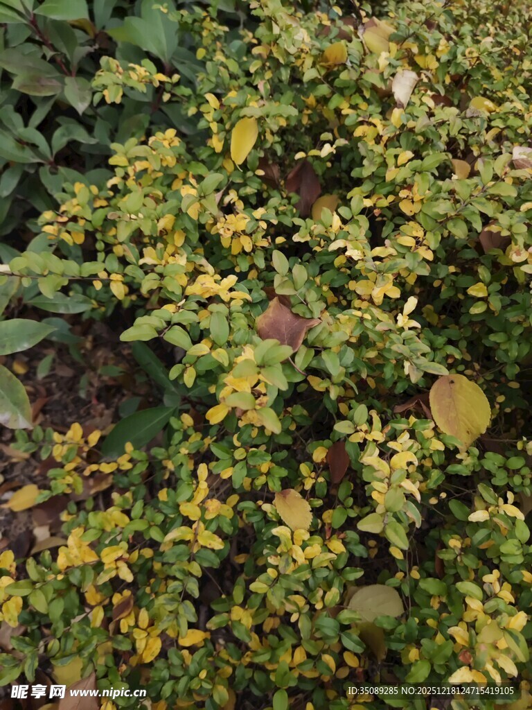 黄绿相间的繁茂植物