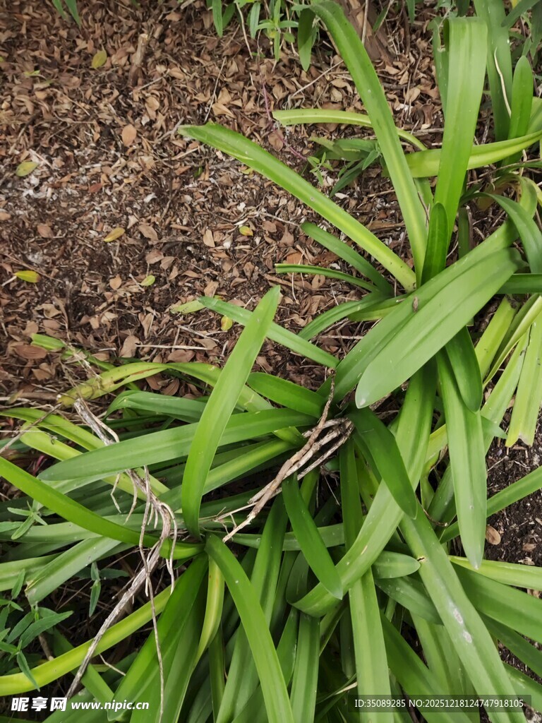 翠绿细长叶片的植物