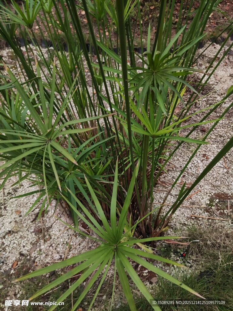 水边生长的绿色旱伞草