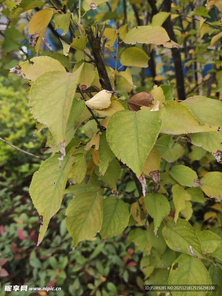 黄绿相间的繁茂树叶