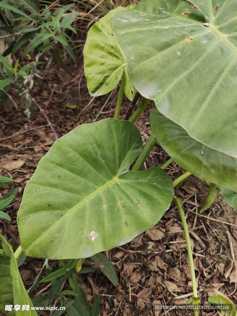 大叶片绿植特写