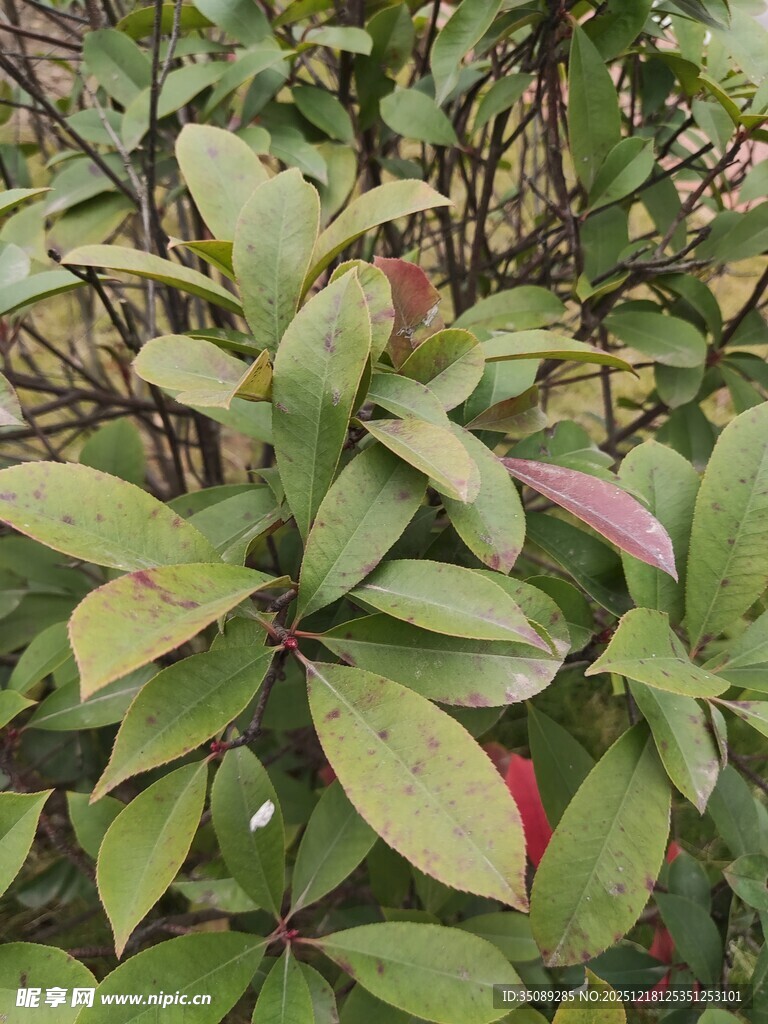 绿叶间的多彩果实