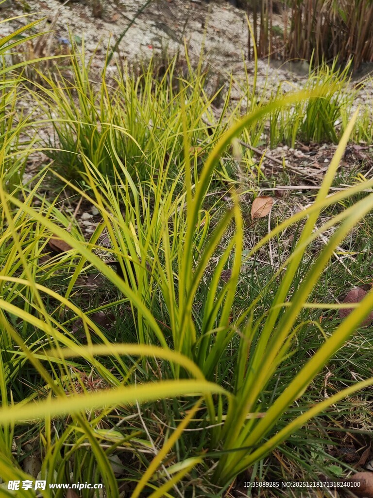 金黄细长叶片的绿植