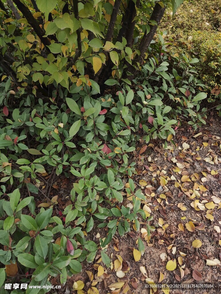 林间繁茂绿植与落叶景象