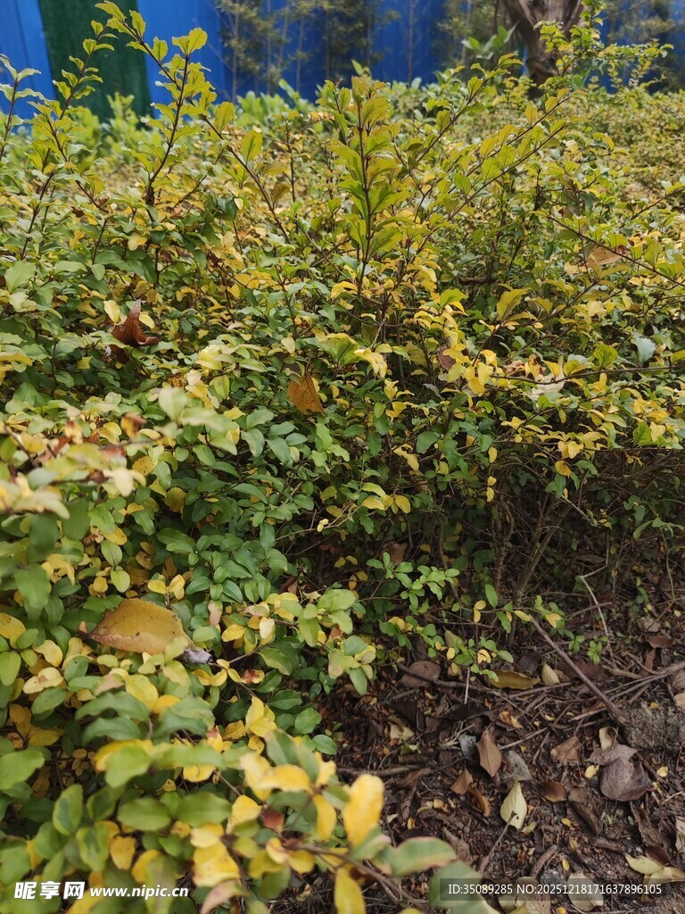 秋日斑斓灌木丛景观