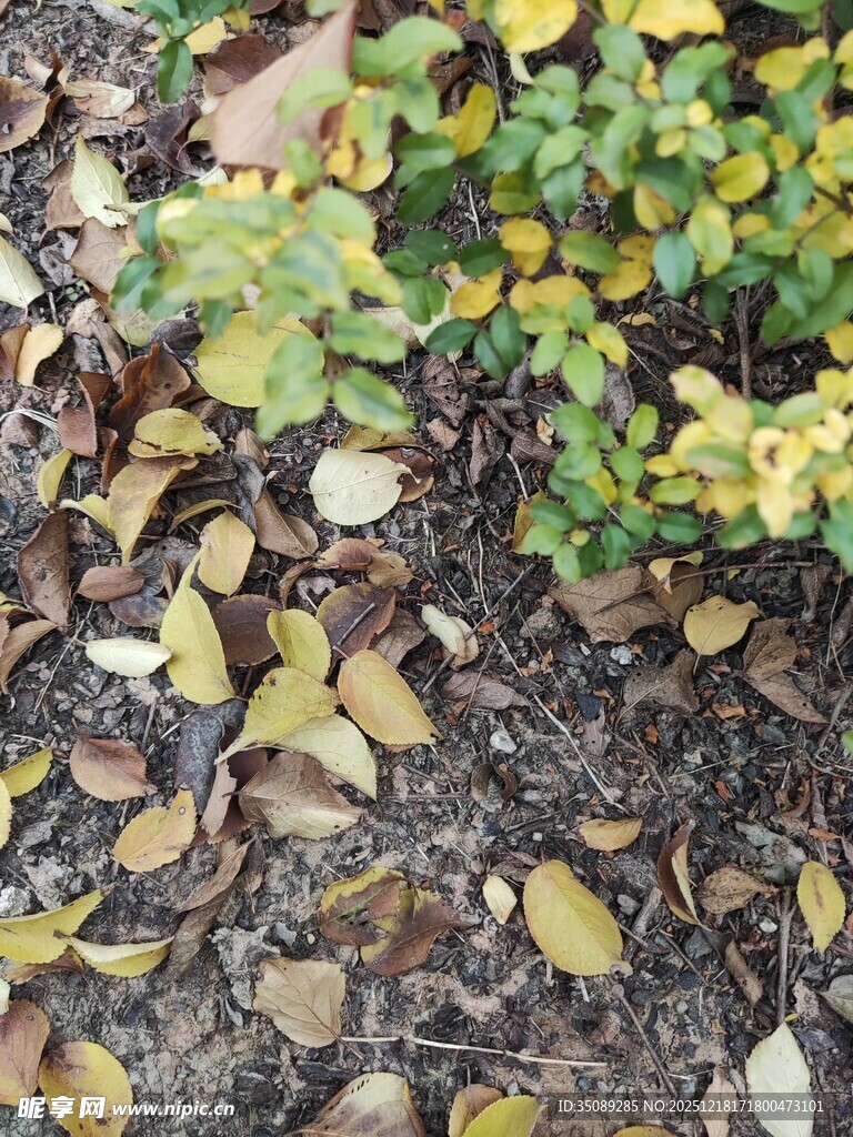 落叶与绿植的秋日景致