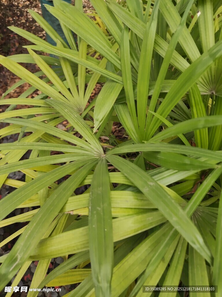 翠绿舒展的细长叶片植物