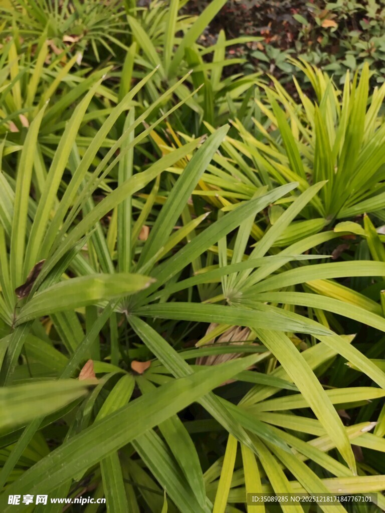翠绿蒲葵叶清新自然景