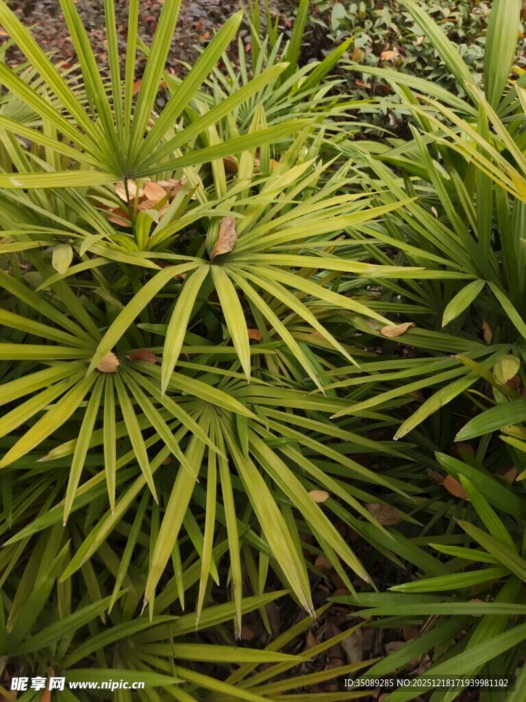 翠绿棕榈植物特写