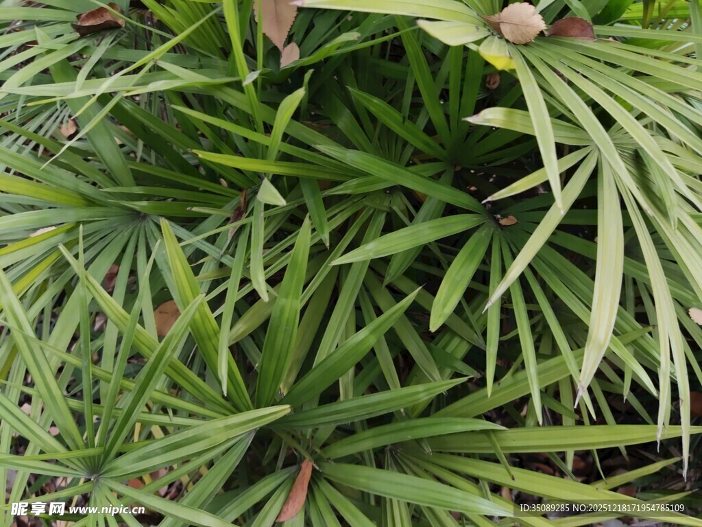翠绿棕榈叶植物景观