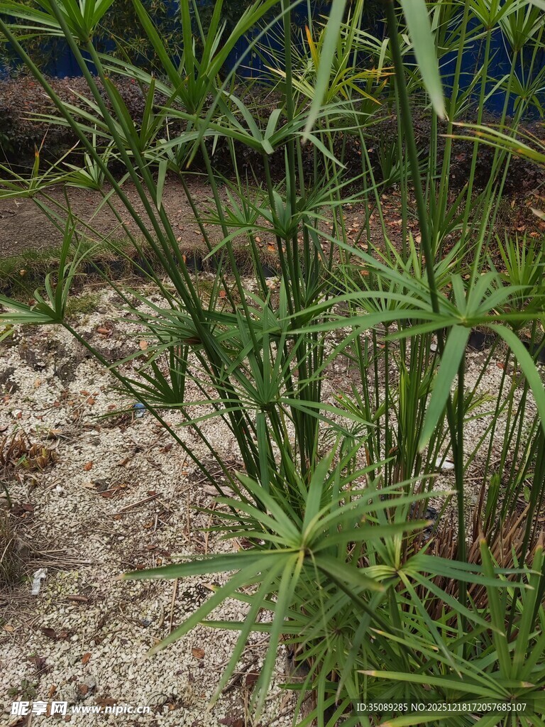 水边生长的葱郁莎草植物