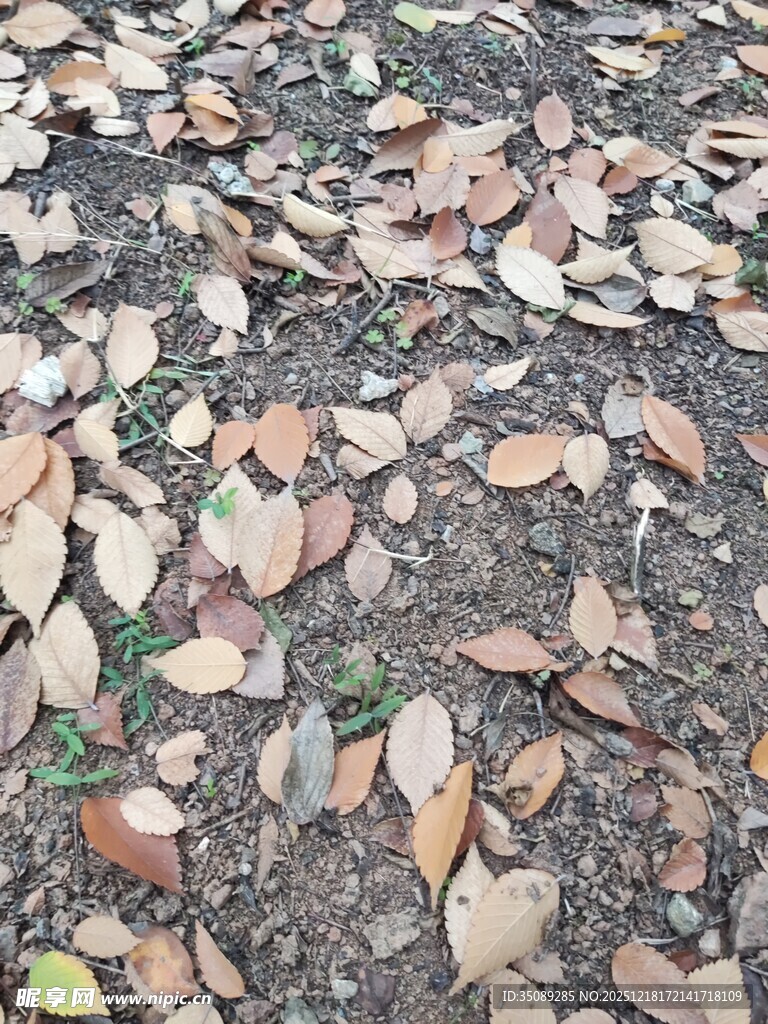 地面散落的多彩枯叶