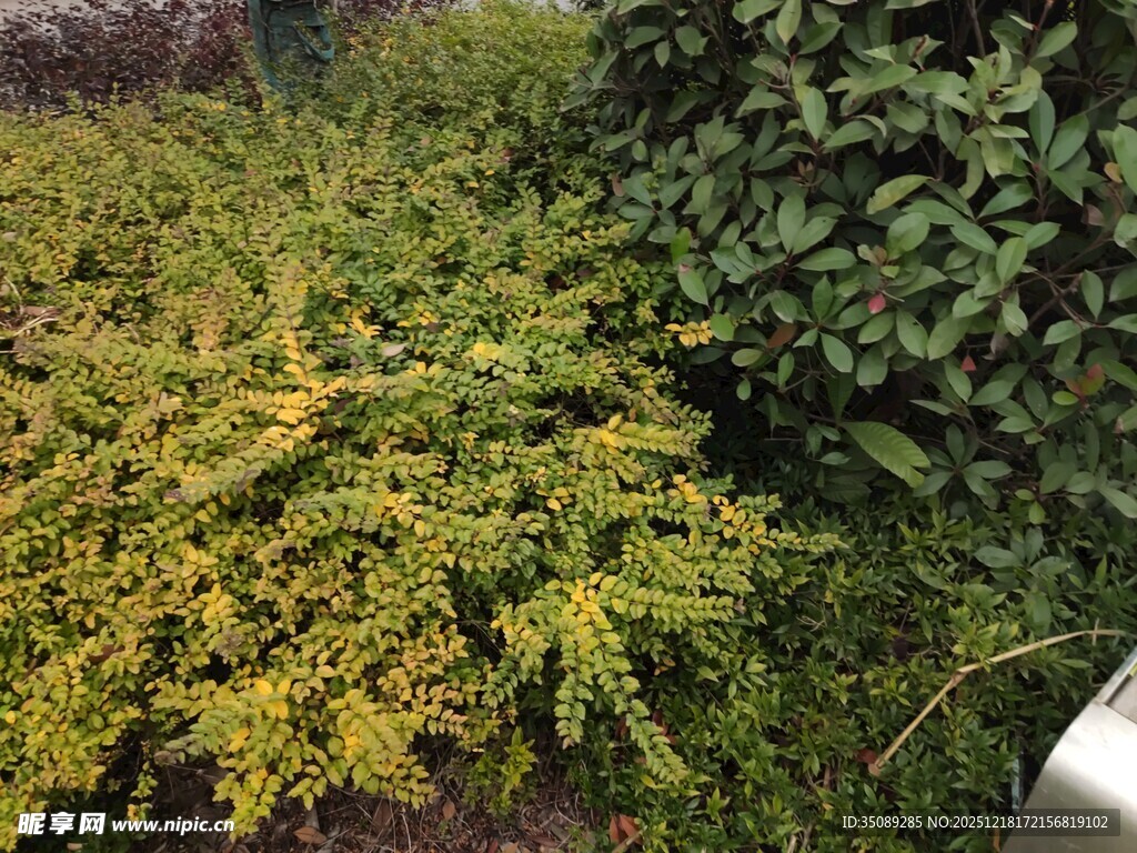 黄绿相间的繁茂植物