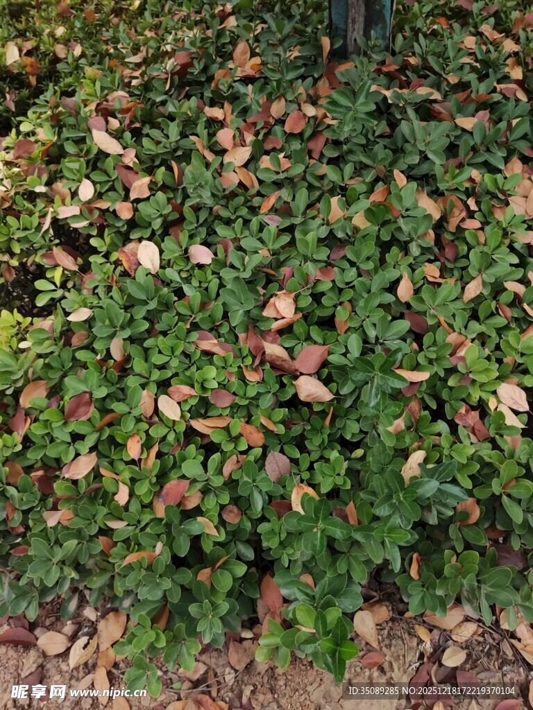 地面绿植与落叶景象