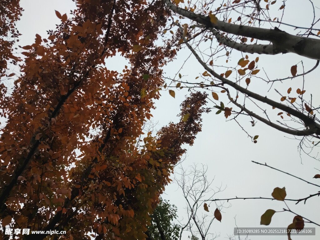 秋日枝头枯叶景象