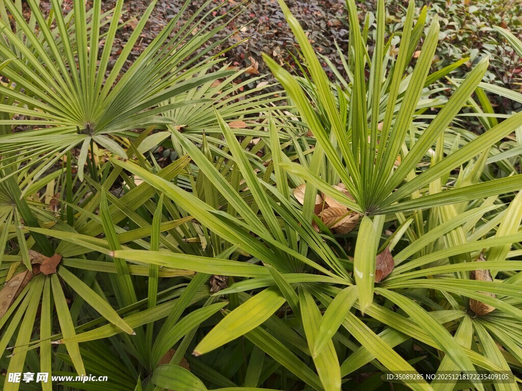 翠绿舒展的针状植物叶片