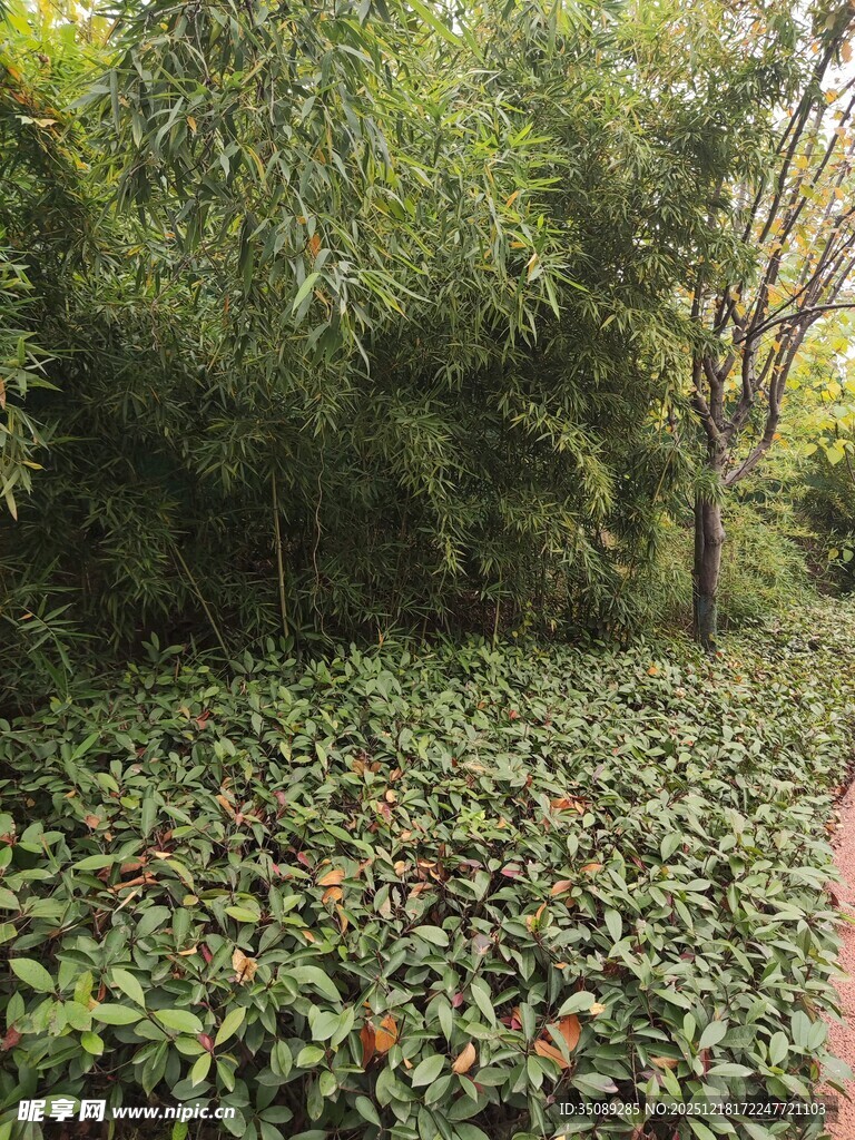 林间繁茂绿植景观