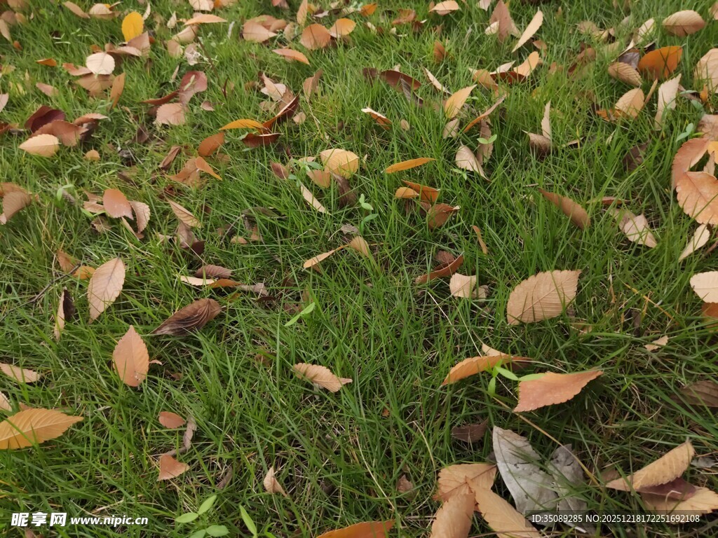 草地上的缤纷落叶