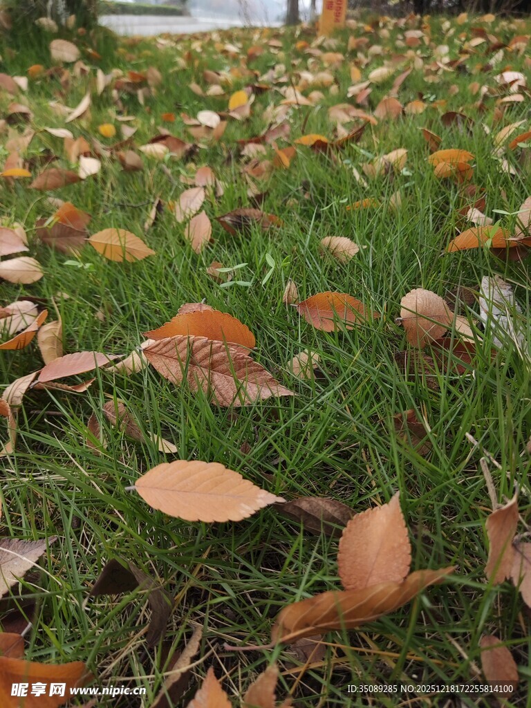 草地上的落叶