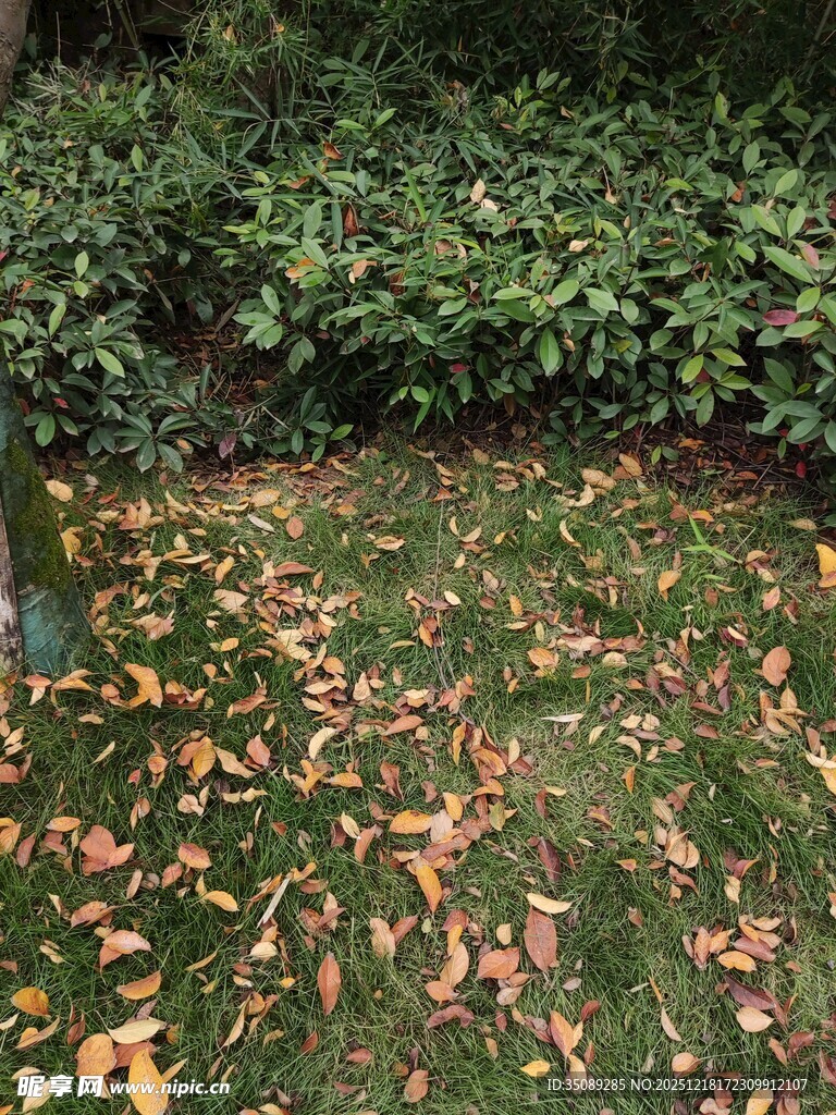 秋日草坪上的落叶景致