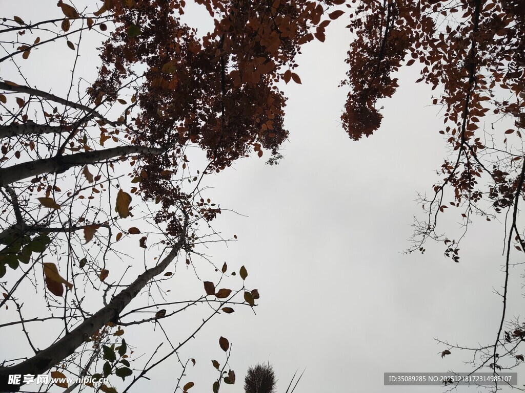 仰视秋日树枝与灰白天空