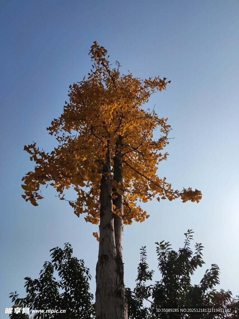 秋日金黄银杏树