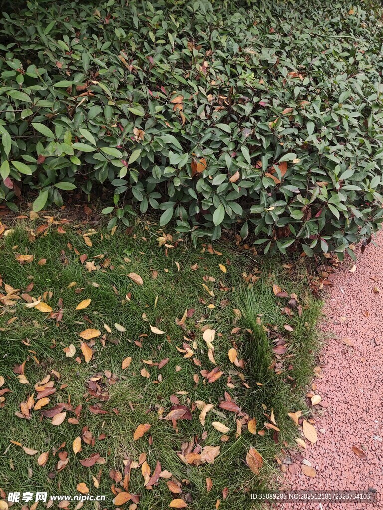 路边绿植与散落枯叶
