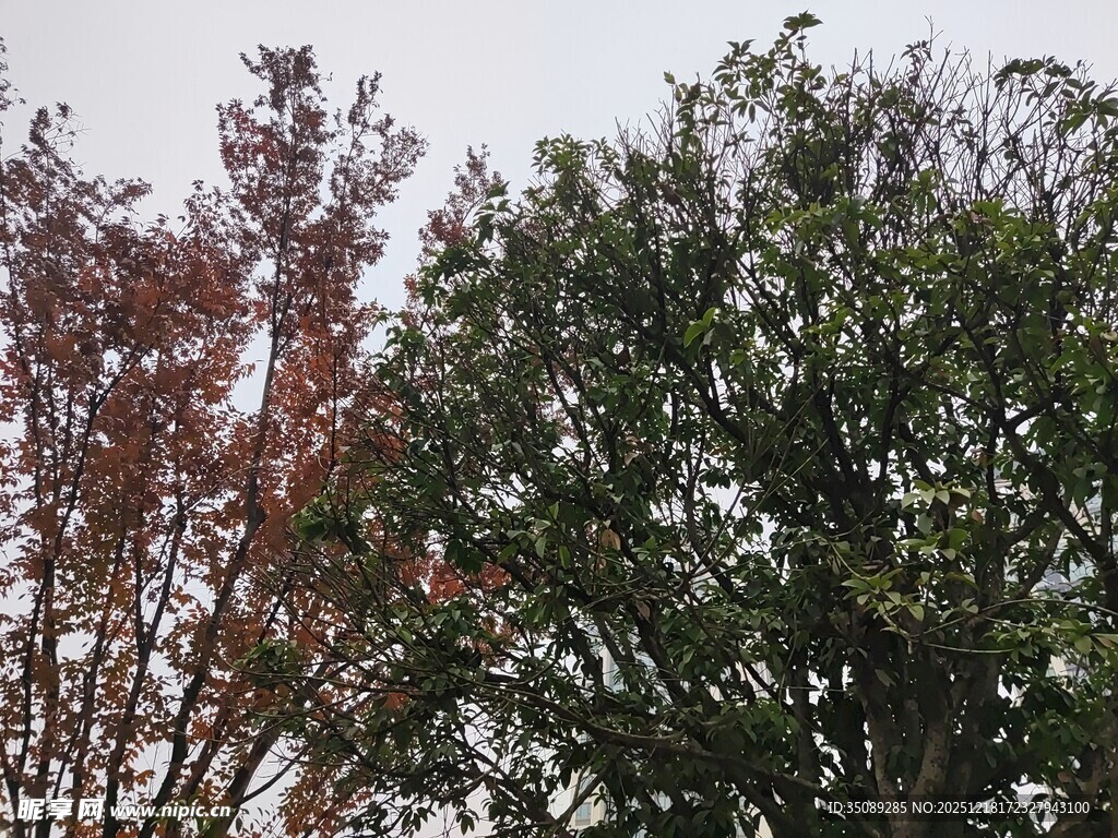 多彩树木展现自然景致