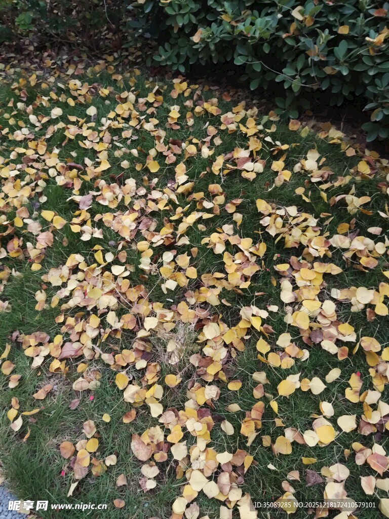 落叶铺地的秋日美景