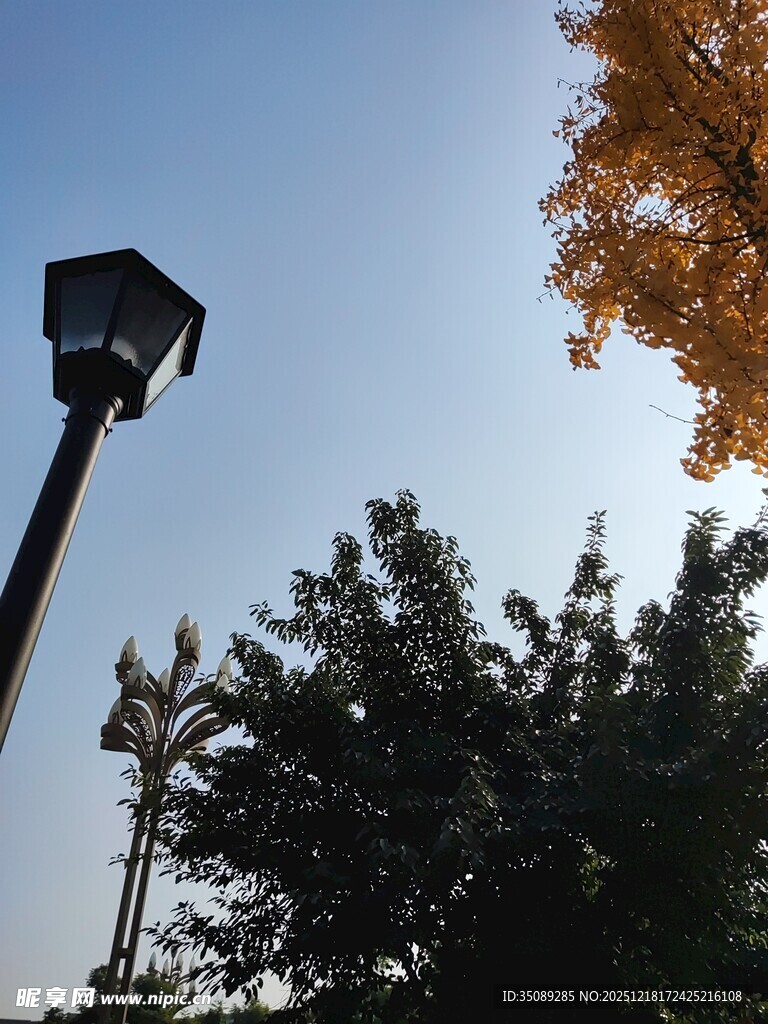 秋日路灯旁的树木景致