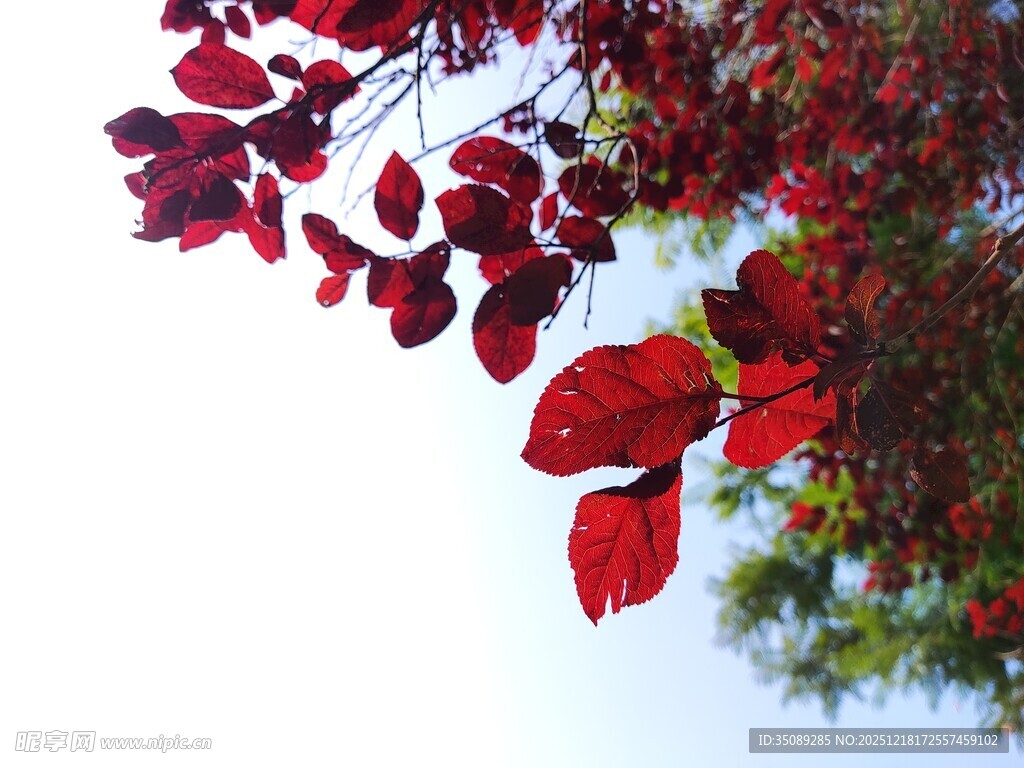 枝头红叶美如画