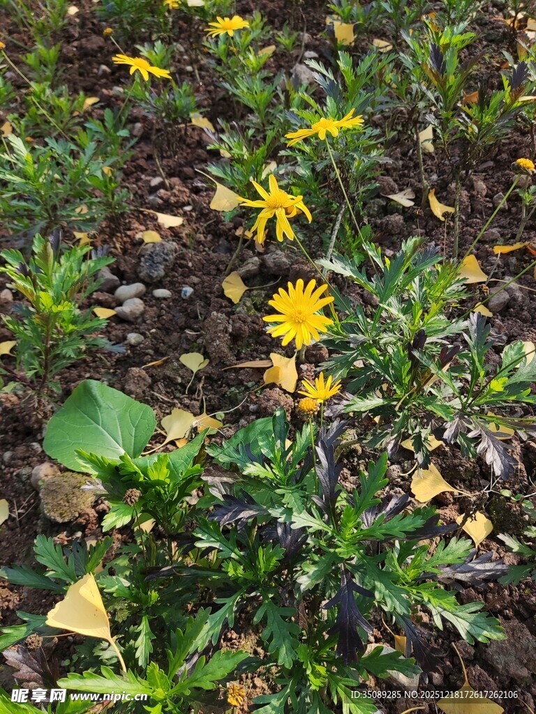 地面绽放的黄色小花