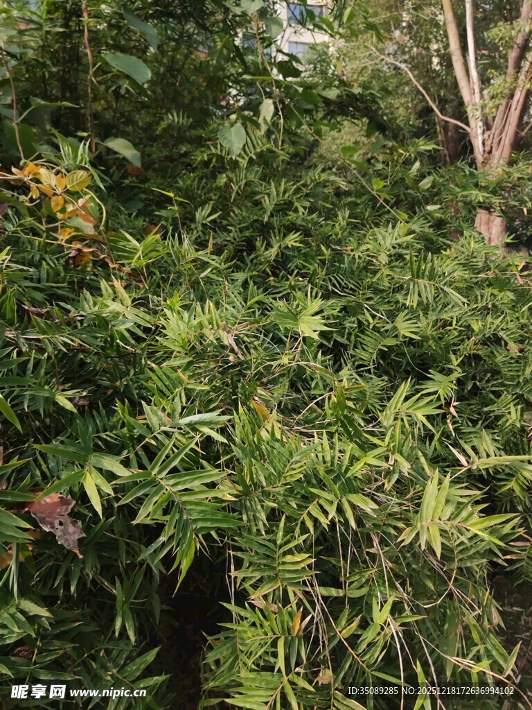 茂密丛林中的翠绿植物