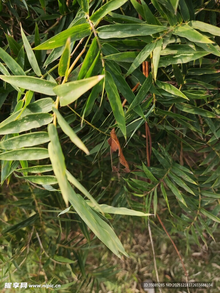 翠绿竹叶间的红色植物