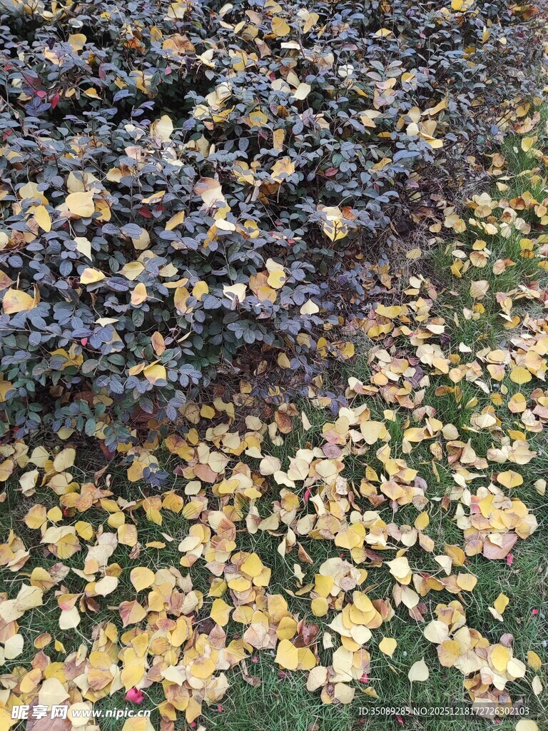 秋日落叶铺地的美丽景象