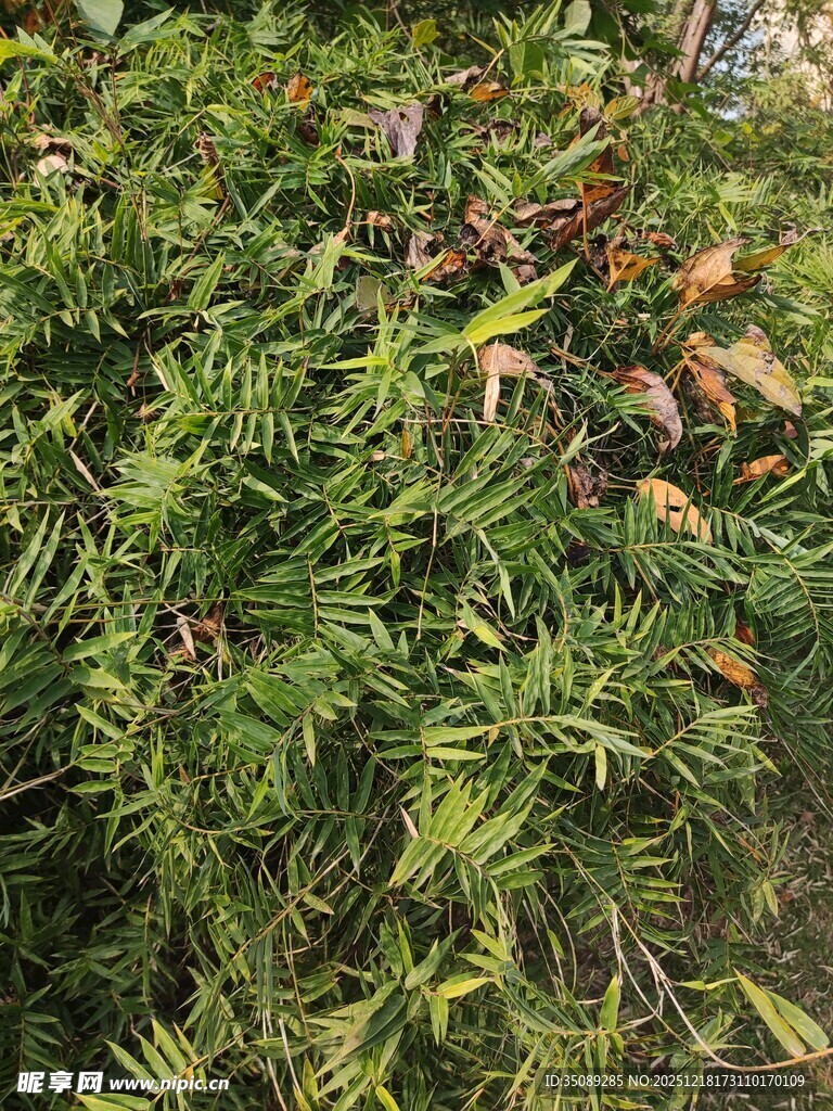 翠绿繁茂的针状叶植物