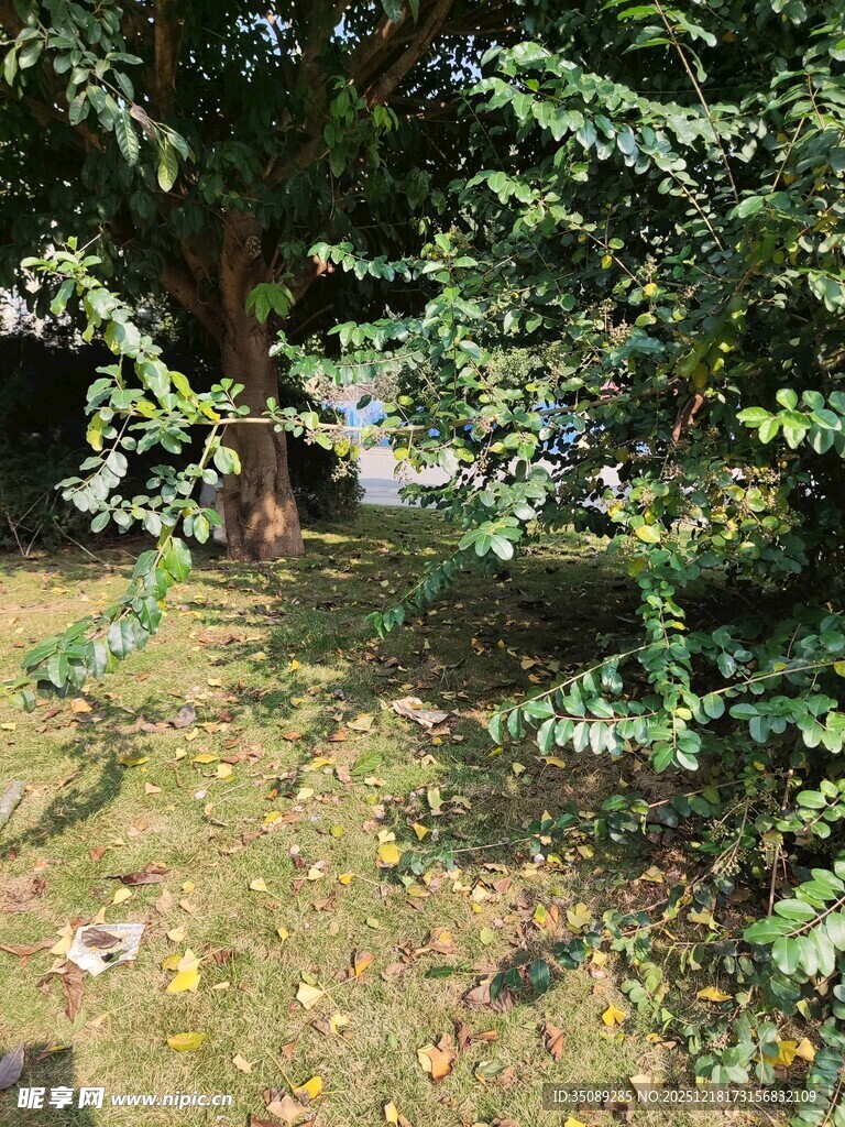 户外绿荫下的自然景致