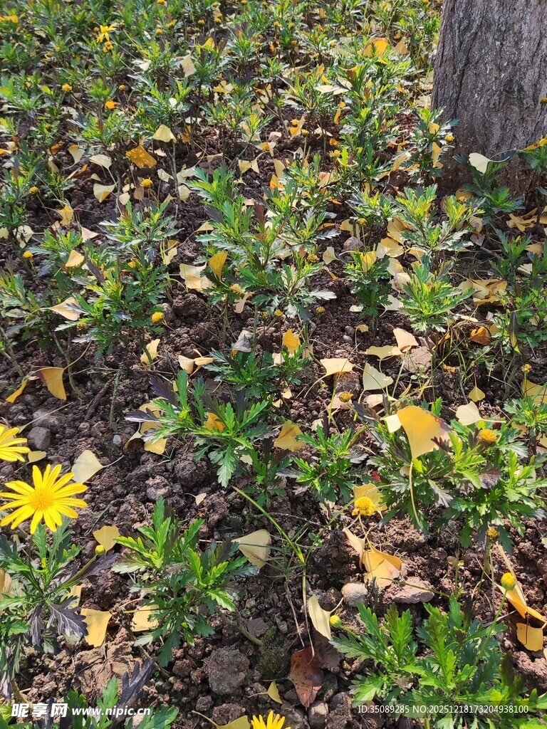 秋日树下绽放的黄色小花
