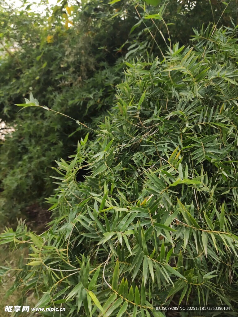 翠绿繁茂的竹林景观