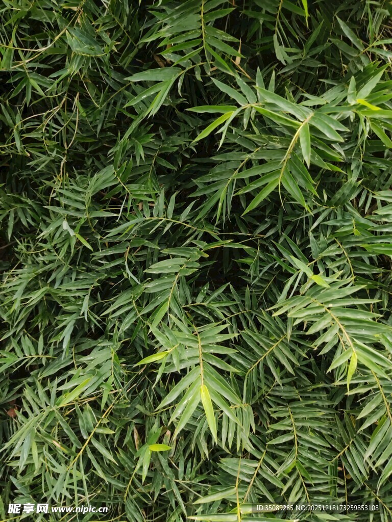 翠绿繁茂的羽状叶片植物