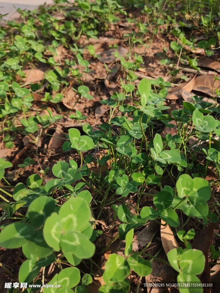 田间嫩绿植物生机勃勃