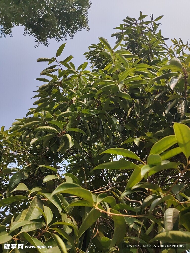 繁茂绿树枝叶葱茏