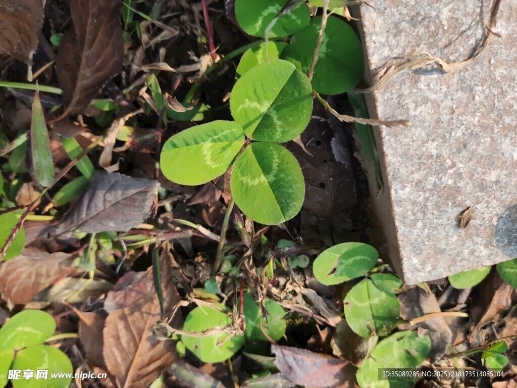 墙角生长的嫩绿三叶草